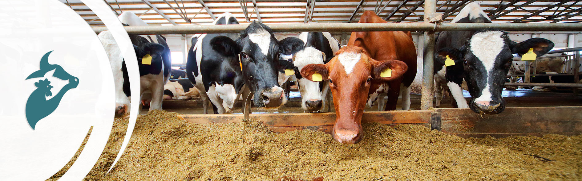 promocion-distribucion-y-comercializacion-de-alimentos-para-consumo-humano-o-animal