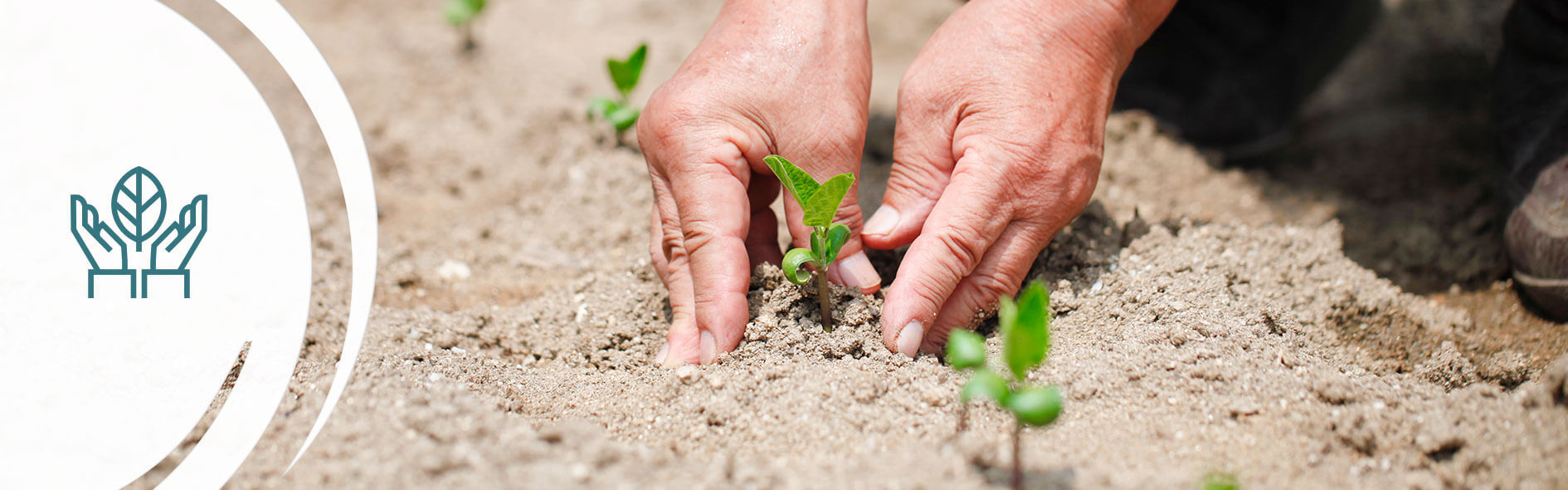 Reforestación con diversos fines