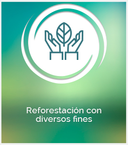 Reforestación con diversos fines